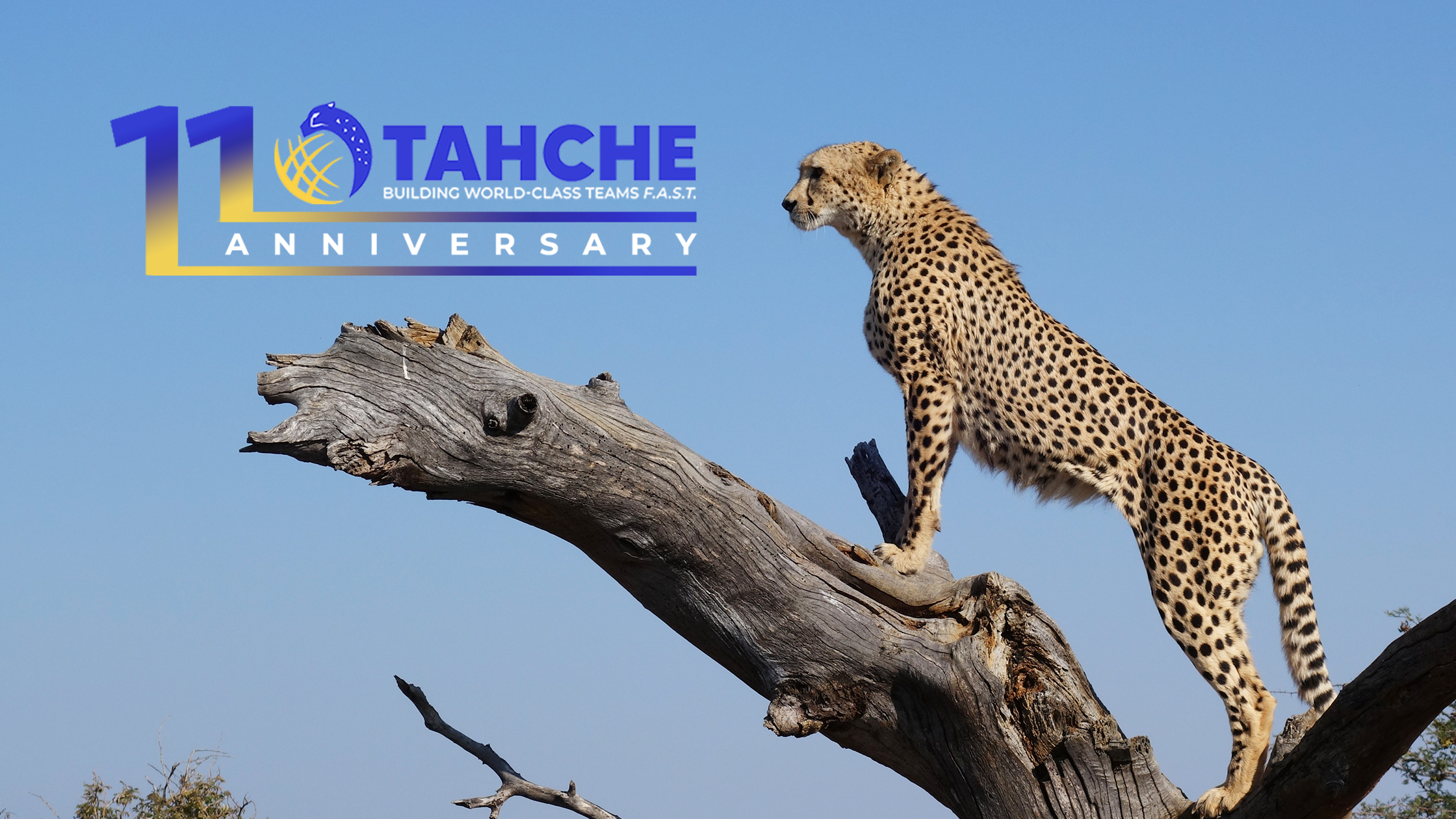 Tahche at 11: A Journey of Excellence and Innovative Recruitment ...